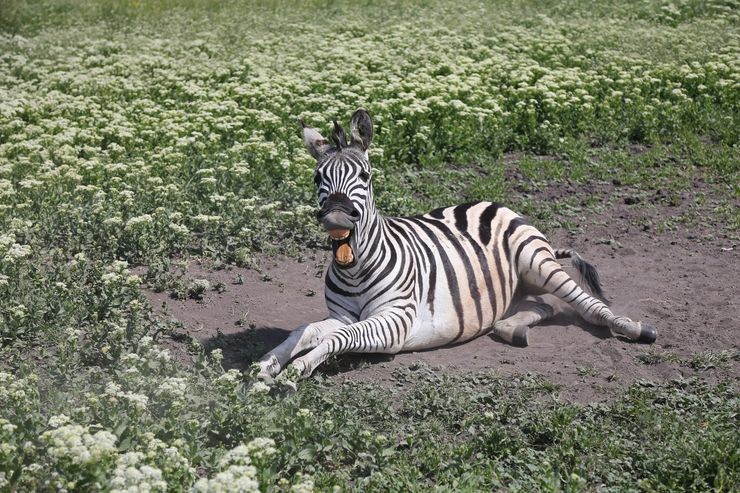 зебра, Аскания-Нова, Херсонская область