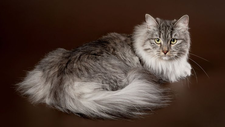 Сибирский кот