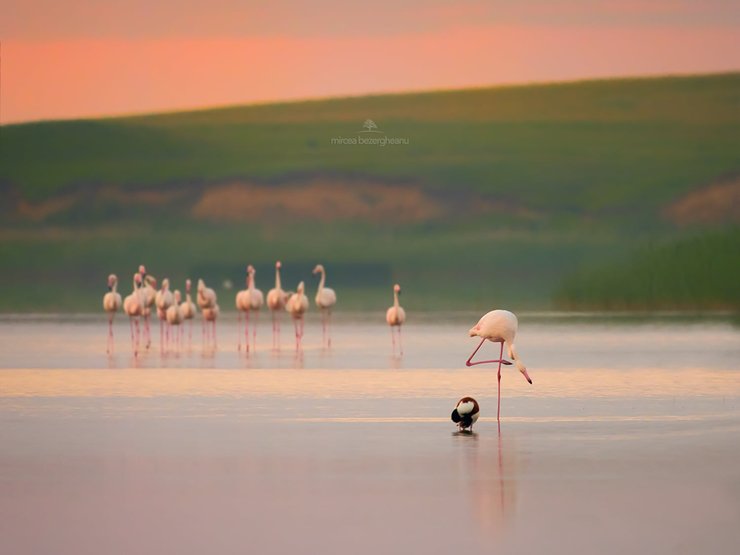фламинго, дунай, дельта, одесская область