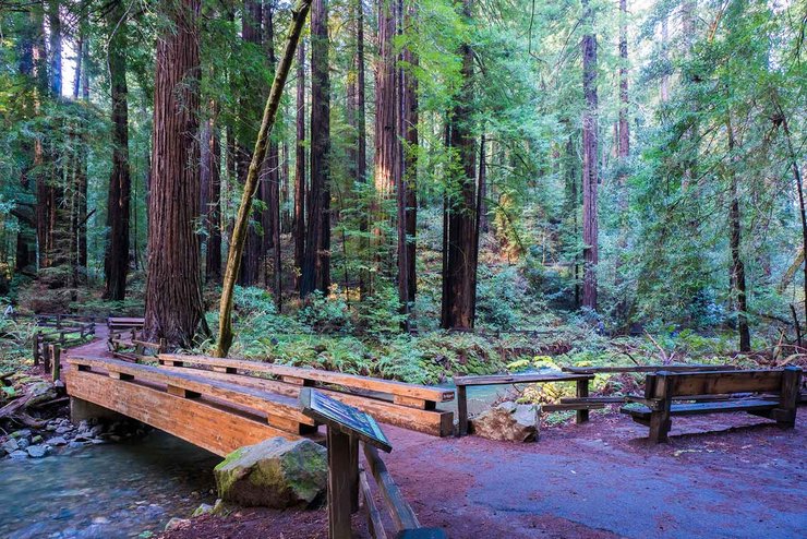 Богемская роща в США, тайный клуб, джентльменский клуб, бывшие работники, лагерь в лесу, секретный клуб, богатые люди,