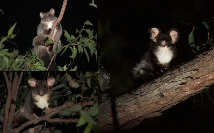 Все фото: Scientific Reports