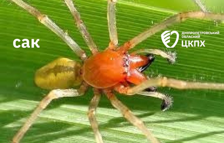 Жовті павуки Сак