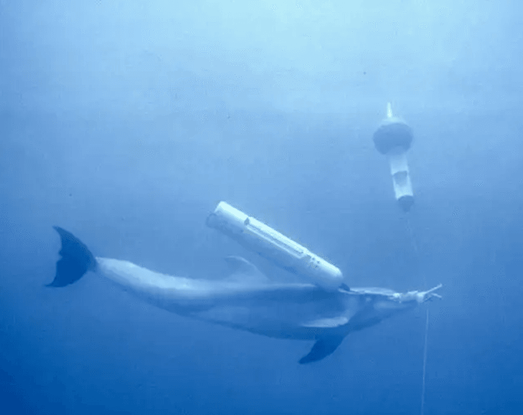 бывают ли боевые дельфины