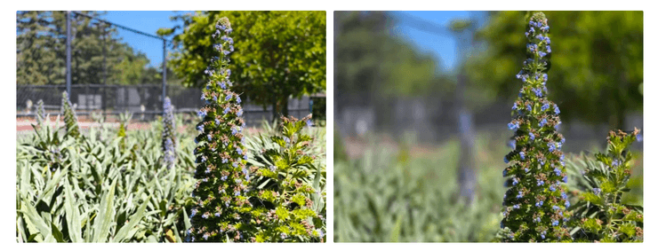 Galaxy S25 Ultra Phone 2 Pro камера