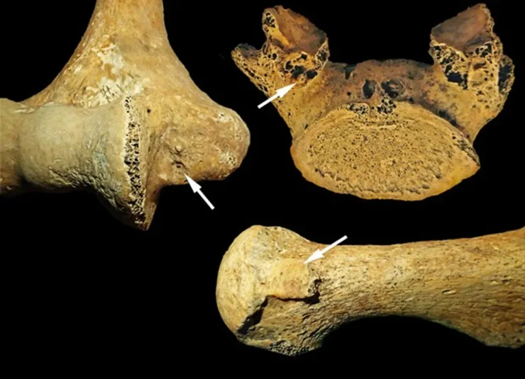 Вчені дослідили останки
