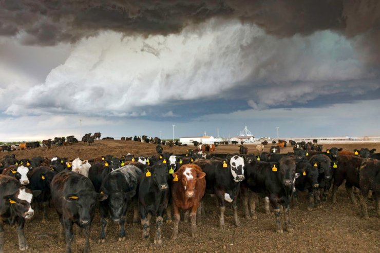 коровы, быки