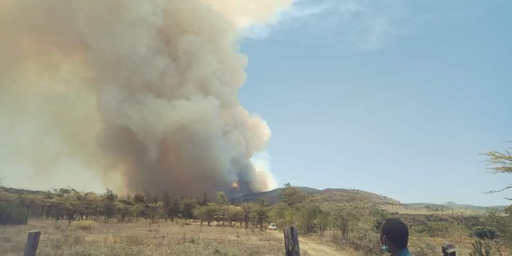 заповедник, пожар, кения, британские военные, погибший слон, слон, Лоллдайга