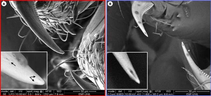 клыки пауков-кружевниц