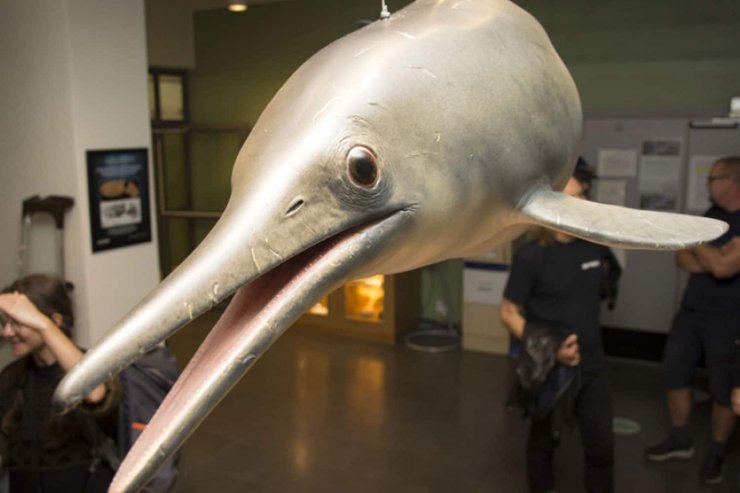 дельфиноподобный ихтиозавр, реконструкция, фото