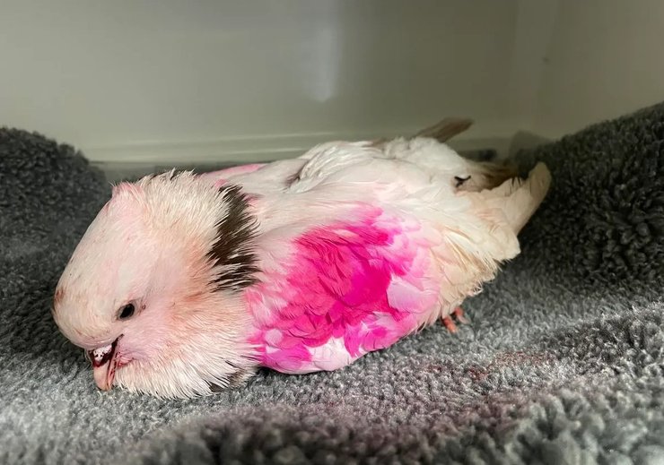 фарбування птах голуб птах