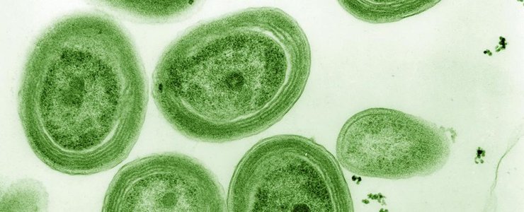 фотосинтез морского микроорганизма