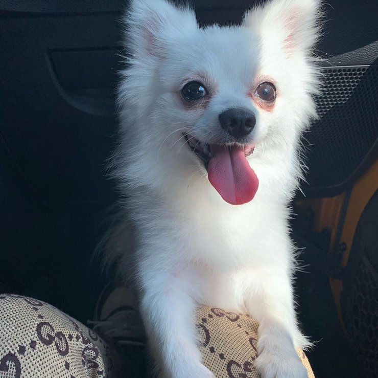 анастасия зинченко, отказали в эвакуации из-за собаки, пес Миша, ухань, коронавирус