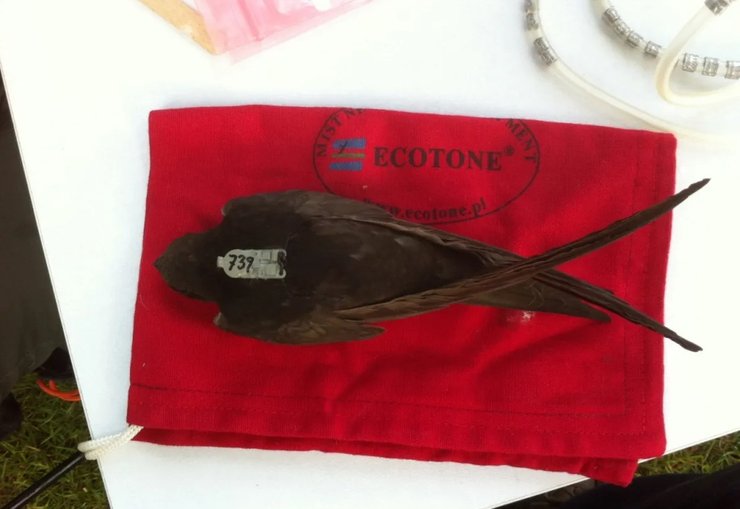 птица стриж метка