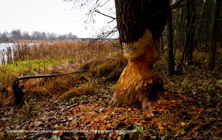 заповедник, зона отчуждения, ЧАЭС