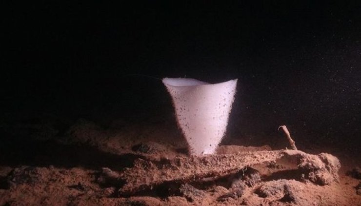 стеклянная губка