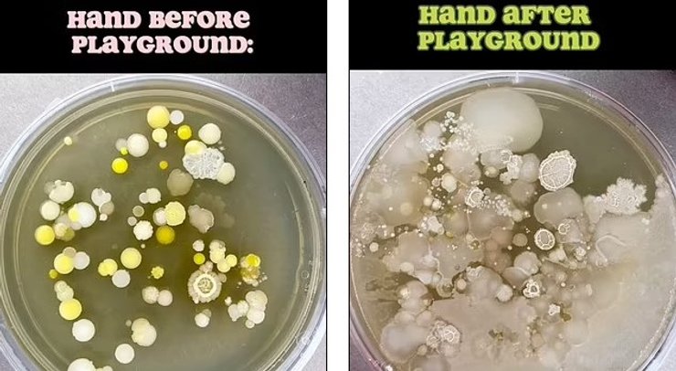 Чашка Петрі до і після відвідування дитячого майданчика