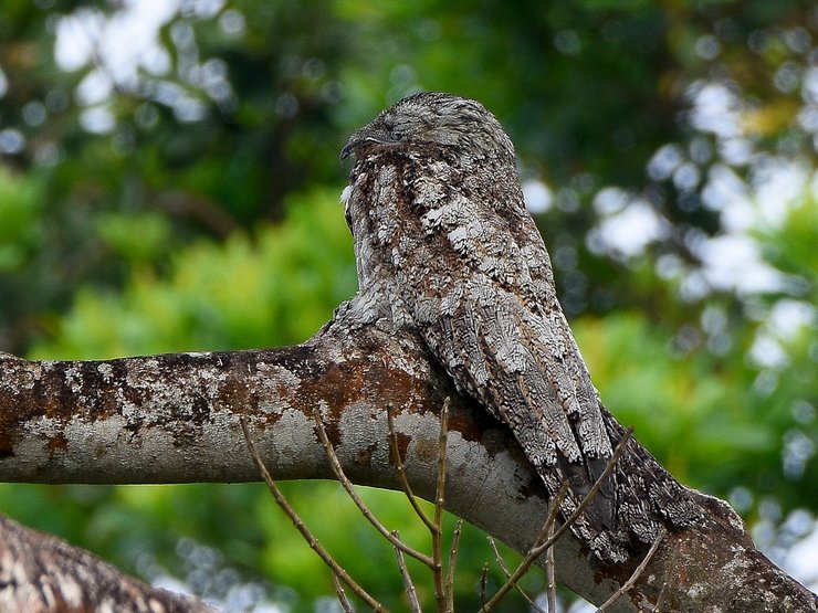 велетенський козодой, птах, дерево, фото