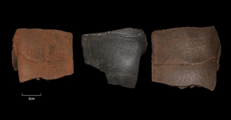 черепаха, находка, археологи, археология, артефакт, Германия, панцирь, раскопки, неандертальцы, люди, консерва