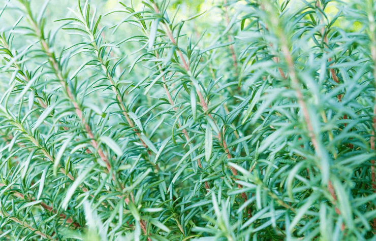 Избавиться от муравьев в квартире, как изгнать насекомых из дома обычными способами без искусственных средств и ядовитых веществ