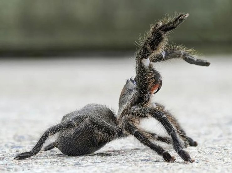 золотой персидский тарантул