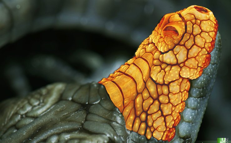 крокодил, нильский крокодил