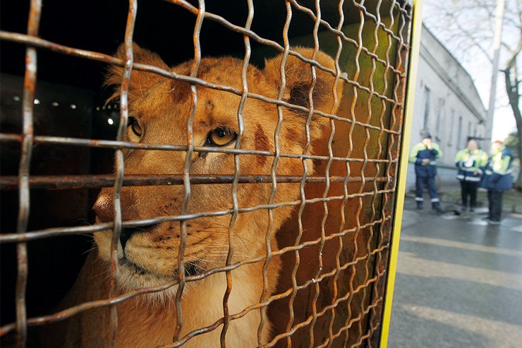 лев, львица, клетка, цирк, фото