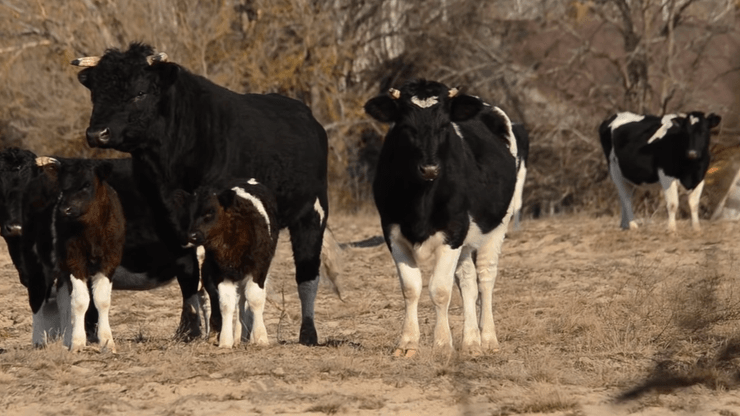 Дикие коровы