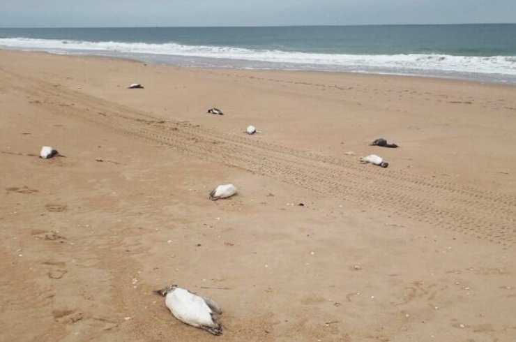 массовая гибель пингвинов