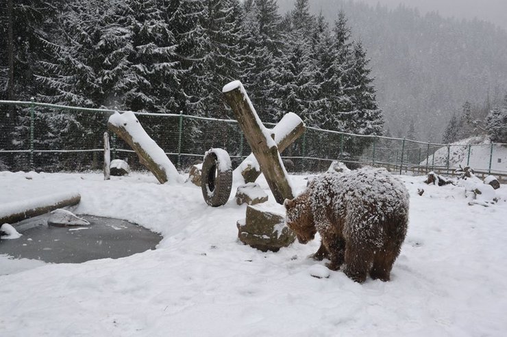 бурые медведи, Синевир, фото