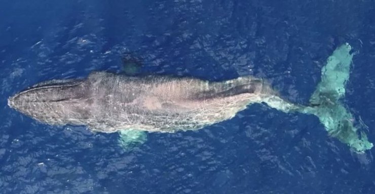 кит, горбатий кит, сколіоз, викривлення хребта