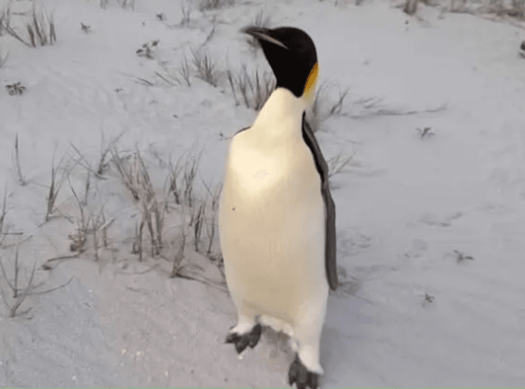 Пингвин рекордсмен