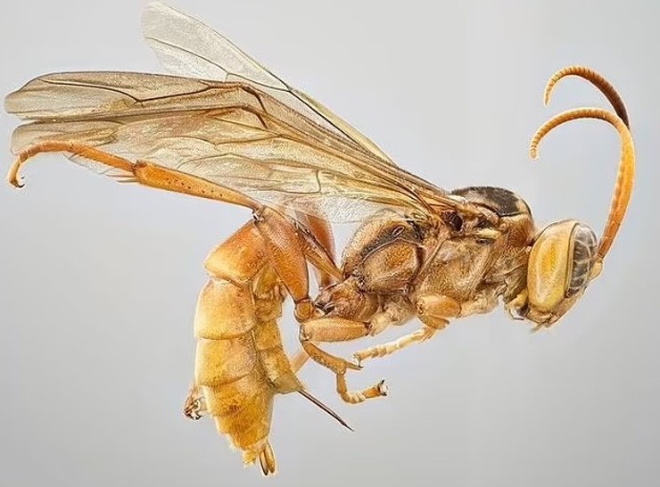 оса паразит