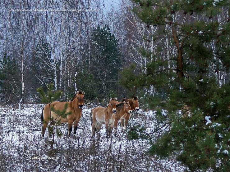 лошади Пржевальского, Чернобыльская зона отчуждения