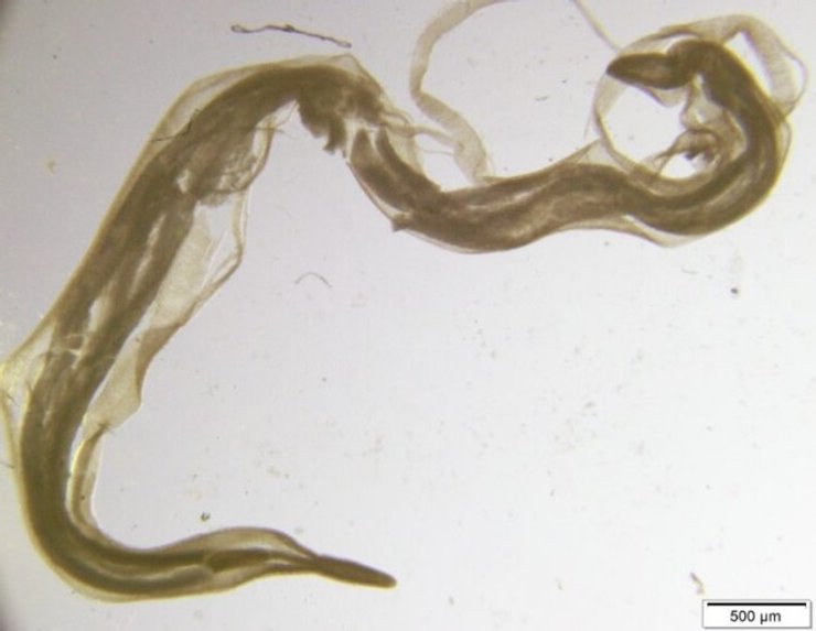 черви паразити