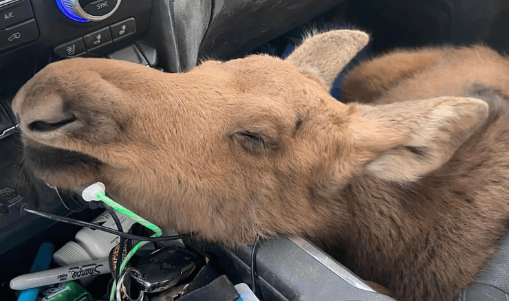 Врятував тварину від хижака, лось, лосиця, врятував від ведмедя, впустив у машину, ув