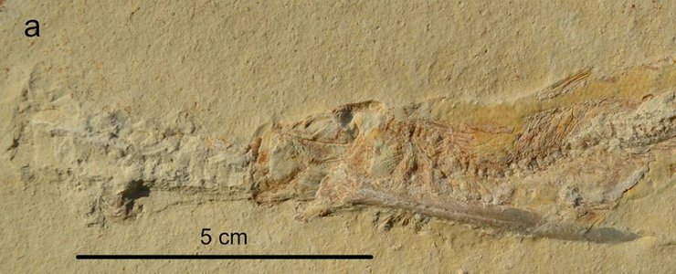 окаменелость рыба моллюск