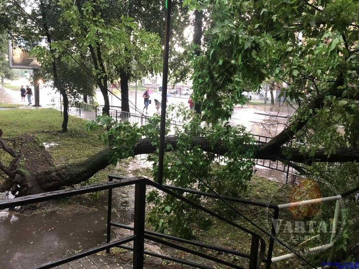 дерево, упало, львов, фото