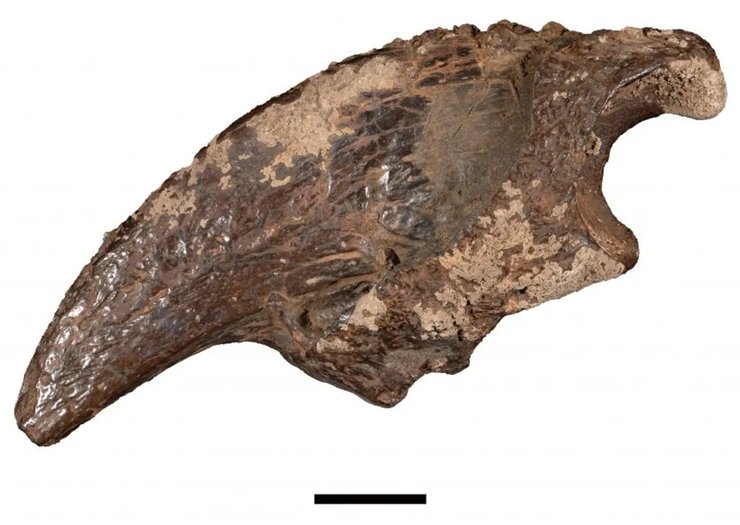 кіготь лінивця