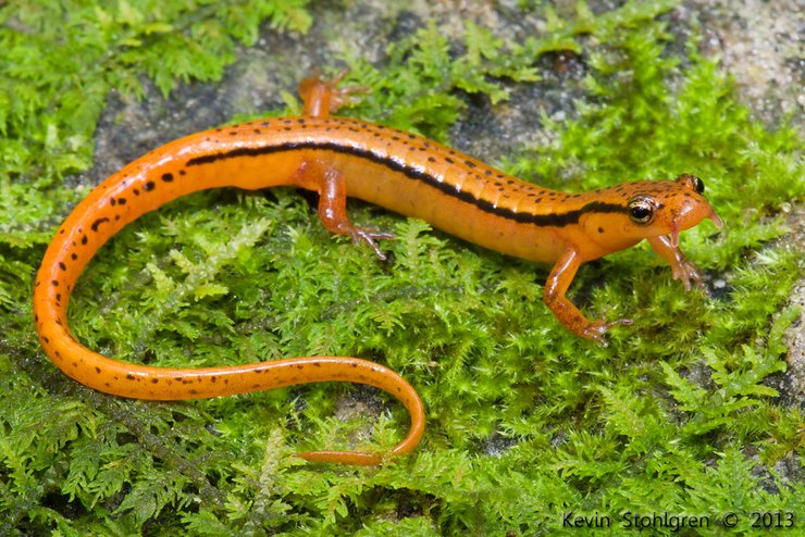 Безлегочная саламандра