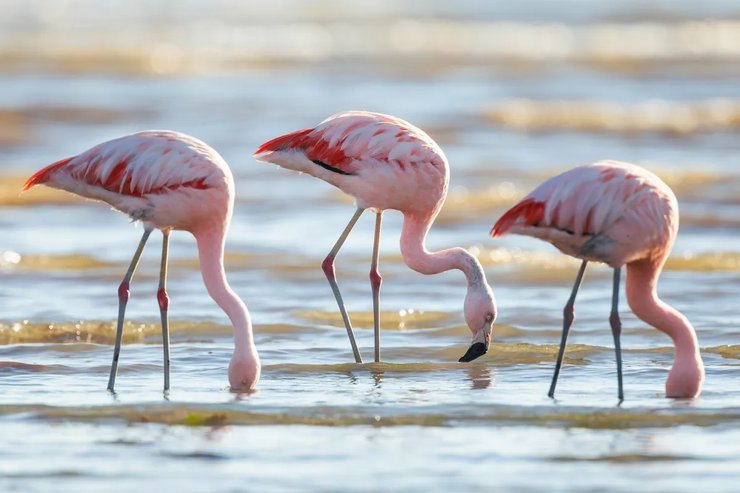 фламинго в поле