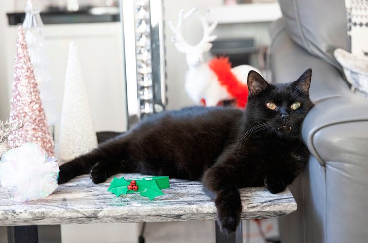 Выигрыш в лотерею, лотерея, победители лотереи, Англия, Великобритания, лотерейный билет, бродячие коты, черный кот