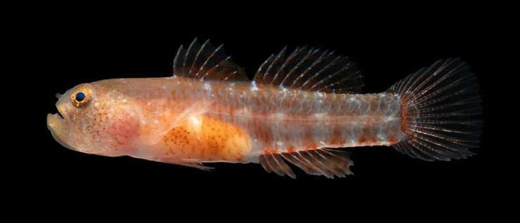 бичок карлик