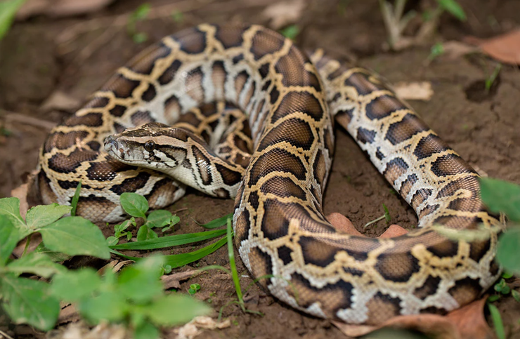 Питоны в штанах, контрабанда, рептилии, змеи, граница, США, суд, задержание, курьезы