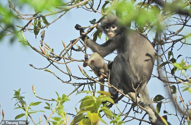 Самка Popa langur с детенышем