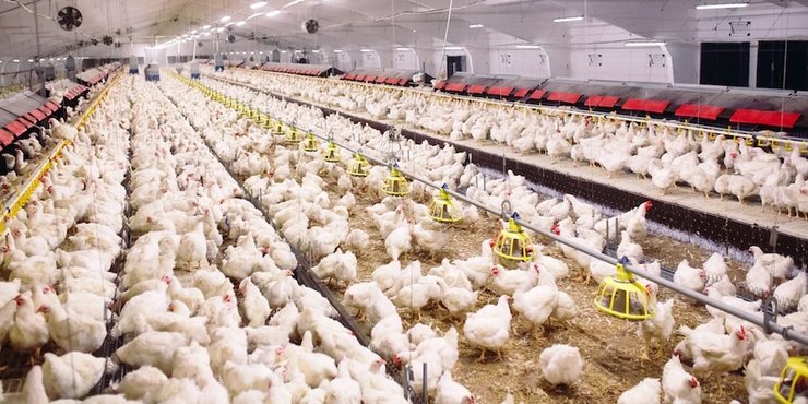 куры, ферма, цыплята