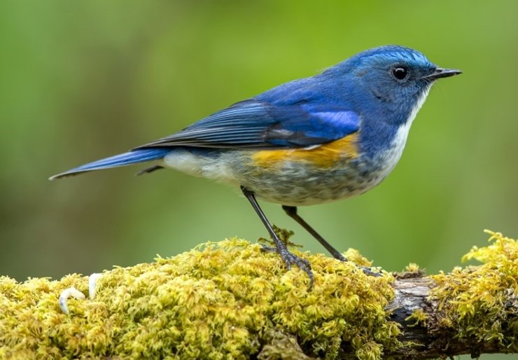 птицы глаза