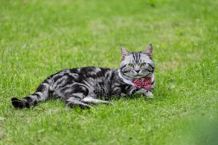 кіт скейтбордист