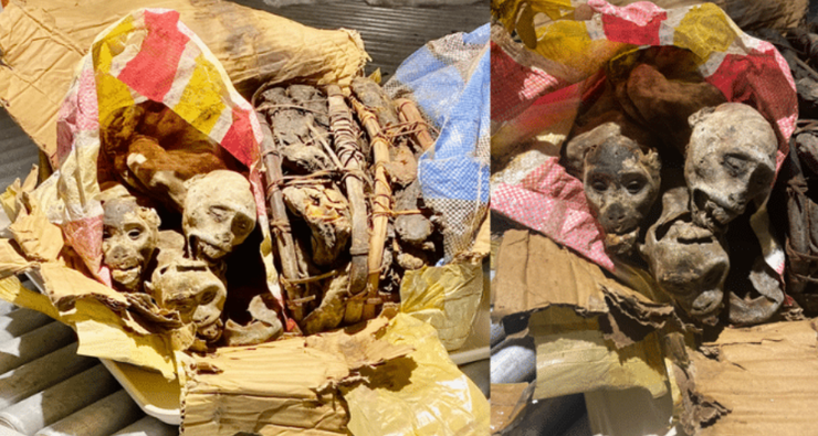 Мумии приматов, необычные находки, багаж пассажиров, контрабанда, опасные вирусы, США, аэропорт, фото, курьезы