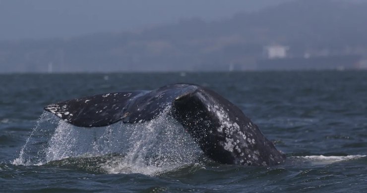 залив серый кит