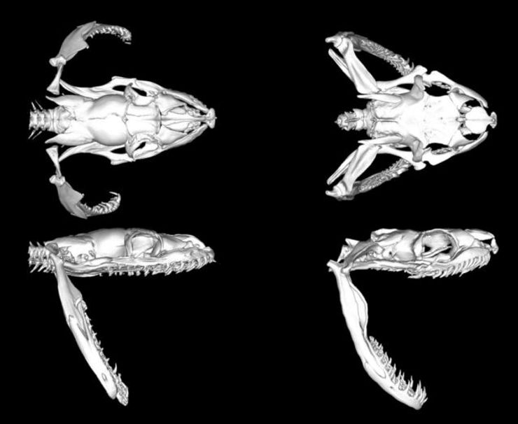 пітон, бірманський пітон